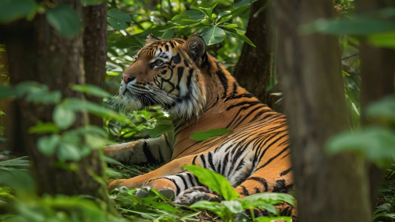 अंतर्राष्ट्रीय बाघ दिवस पर, हम ला रहे हैं बाघों और विशाल बिल्लियों की सुरक्षा के लिए 'कैटबाइट' डेटा प्लेटफार्म